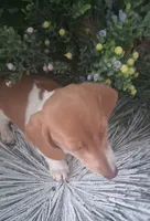 SH Red piebald female, a female Miniature Dachshund for sale in Fair Grove, MO – 2 of 3