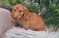 LH Red Male, a male Miniature Dachshund for sale in Fair Grove, MO – 4 of 4
