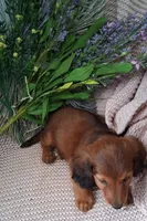 LH Dark red Sable male, a male Miniature Dachshund for sale in Fair Grove, MO – 3 of 4