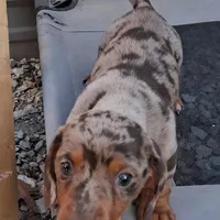 SH male choc dapple, a male Miniature Dachshund for sale in Fair Grove, MO – Photo 1 of 2