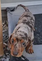 SH male choc dapple, a male Miniature Dachshund for sale in Fair Grove, MO – Photo 1 of 2