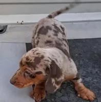 SH male choc dapple, a male Miniature Dachshund for sale in Fair Grove, MO – Photo 2 of 2