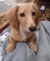 LH Cream Male, a male Miniature Dachshund for sale in Fair Grove, MO – Photo 1 of 2