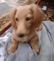 LH Cream Male, a male Miniature Dachshund for sale in Fair Grove, MO – Photo 2 of 2