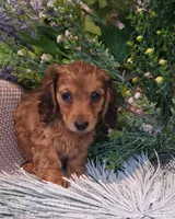 LH Shaded Cream, a female Miniature Dachshund for sale in Fair Grove, MO – 2 of 2