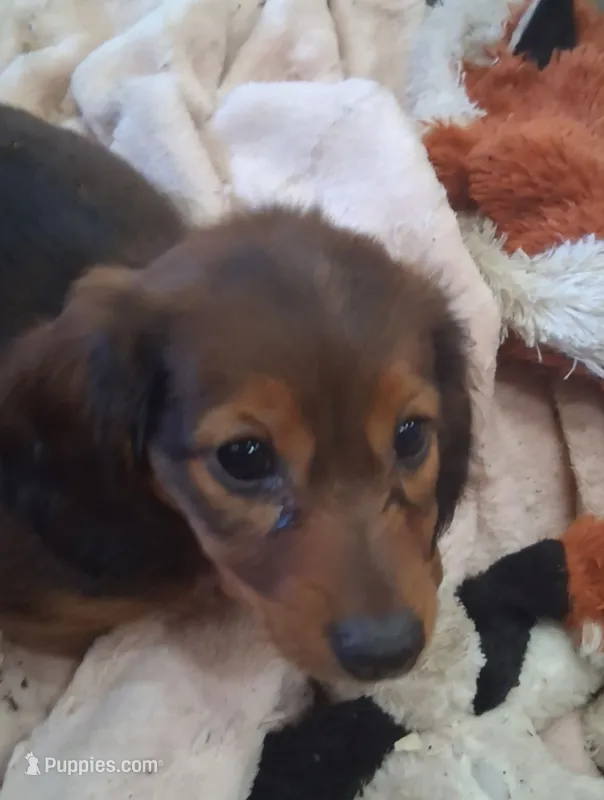 LH shaded red male – Miniature Dachshund puppy for sale in Fair Grove, MO