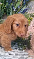 LH Red Male, a male Miniature Dachshund for sale in Fair Grove, MO – 2 of 4