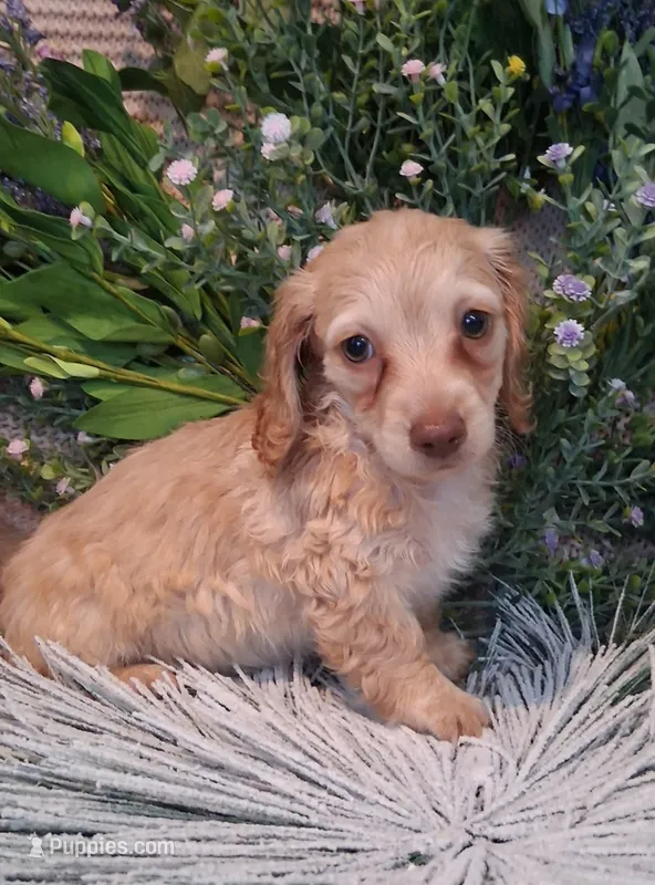 LH Cream Female – Miniature Dachshund puppy for sale in Fair Grove, MO