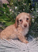 LH Cream Female, a female Miniature Dachshund for sale in Fair Grove, MO – 1 of 3