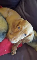 LH red male, a male Miniature Dachshund for sale in Fair Grove, MO – 2 of 2
