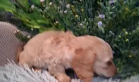 LH Cream Female, a female Miniature Dachshund for sale in Fair Grove, MO – 3 of 3