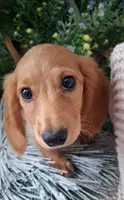 LH Red cream male, a male Miniature Dachshund for sale in Fair Grove, MO – 2 of 3
