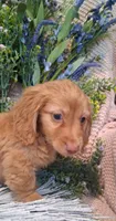 LH Red Male, a male Miniature Dachshund for sale in Fair Grove, MO – 3 of 4