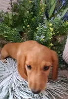 LH Red cream male, a male Miniature Dachshund for sale in Fair Grove, MO – 3 of 3