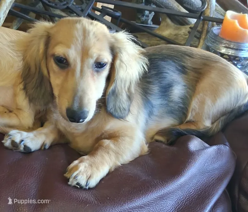 LH shaded cream male – Miniature Dachshund puppy for sale in Fair Grove, MO