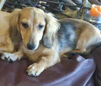 LH shaded cream male, a male Miniature Dachshund for sale in Fair Grove, MO – 1 of 2