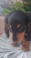 LH Black and tan male, a male Miniature Dachshund for sale in Fair Grove, MO – 3 of 3