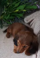 LH Dark red Sable male, a male Miniature Dachshund for sale in Fair Grove, MO – 4 of 4