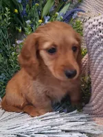 LH Red Male, a male Miniature Dachshund for sale in Fair Grove, MO – 2 of 3