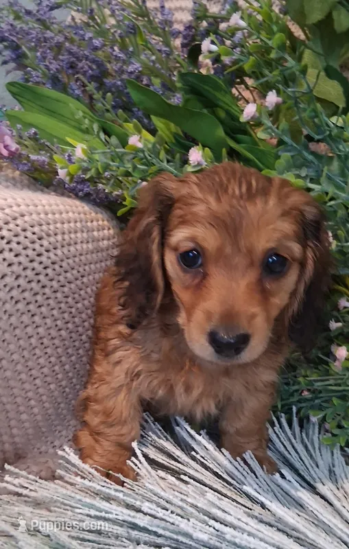 LH Shaded Cream – Miniature Dachshund puppy for sale in Fair Grove, MO