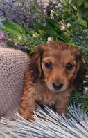 LH Shaded Cream, a female Miniature Dachshund for sale in Fair Grove, MO – 1 of 2
