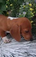 SH Red Piebald male, a male Miniature Dachshund for sale in Fair Grove, MO – 3 of 4