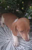 SH Red piebald female, a female Miniature Dachshund for sale in Fair Grove, MO – 3 of 3