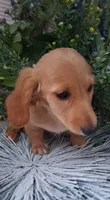 LH red cream male, a male Miniature Dachshund for sale in Fair Grove, MO – 3 of 4