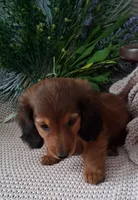 LH Dark red Sable male, a male Miniature Dachshund for sale in Fair Grove, MO – 2 of 4