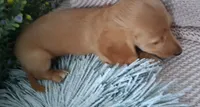 LH red cream male, a male Miniature Dachshund for sale in Fair Grove, MO – 4 of 4