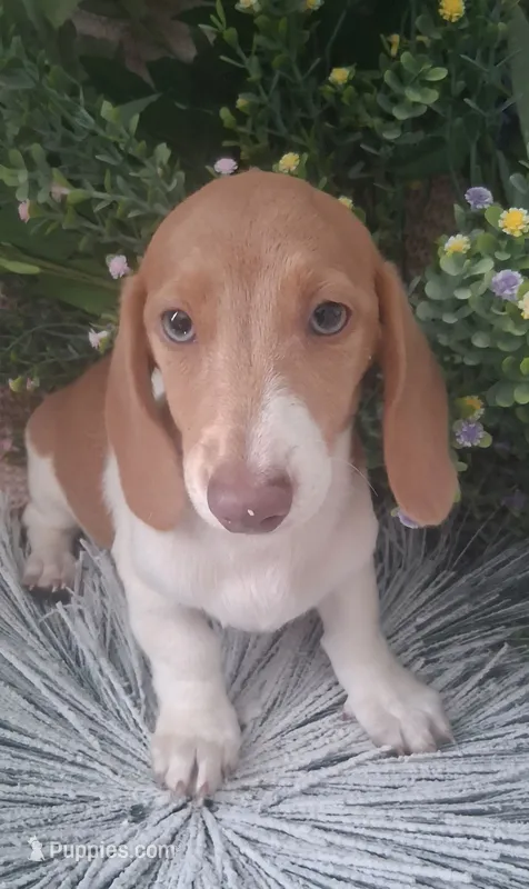 SH Red piebald female – Miniature Dachshund puppy for sale in Fair Grove, MO