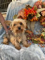 Wyatt, a male Yorkshire Terrier for sale in Fair Grove, MO – Photo 4 of 5