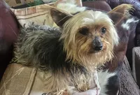 Wyatt, a male Yorkshire Terrier for sale in Fair Grove, MO – Photo 1 of 5