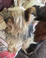 Wyatt, a male Yorkshire Terrier for sale in Fair Grove, MO – Photo 2 of 5