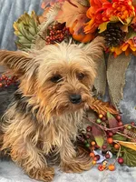 Wyatt, a male Yorkshire Terrier for sale in Fair Grove, MO – Photo 5 of 5