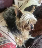 Wyatt, a male Yorkshire Terrier for sale in Fair Grove, MO – Photo 3 of 5