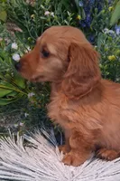 LH Red Male, a male Miniature Dachshund for sale in Fair Grove, MO – 3 of 3