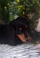 LH Black and tan male, a male Miniature Dachshund for sale in Fair Grove, MO – 2 of 3