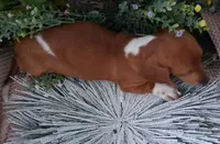 SH Red Piebald male, a male Miniature Dachshund for sale in Fair Grove, MO – 2 of 4