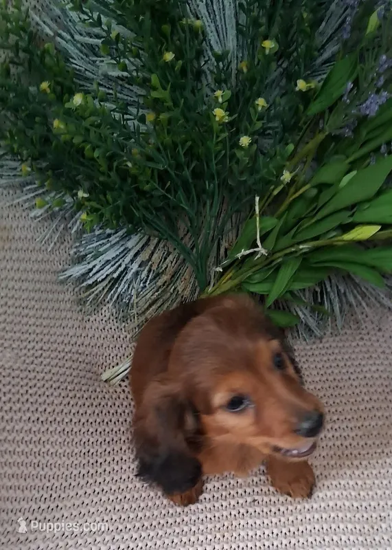 LH Dark red Sable male – Miniature Dachshund puppy for sale in Fair Grove, MO