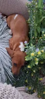 SH Red Piebald male, a male Miniature Dachshund for sale in Fair Grove, MO – 4 of 4