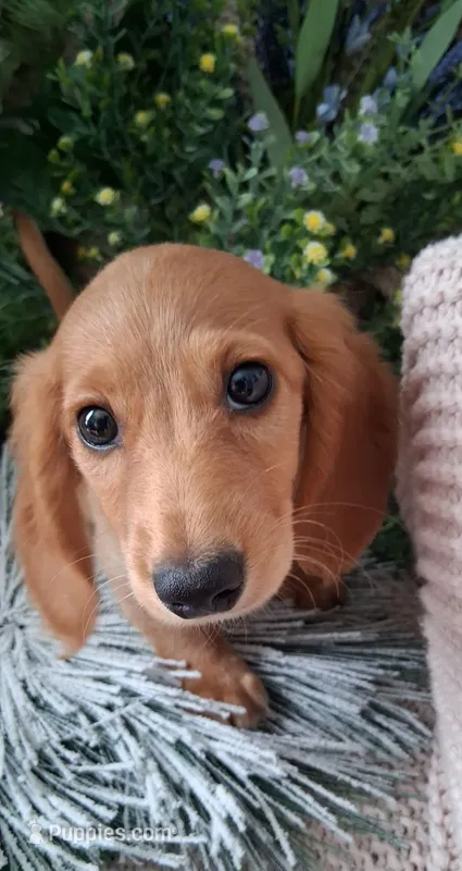 LH red cream male – Miniature Dachshund puppy for sale in Fair Grove, MO