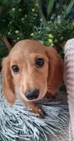 LH red cream male, a male Miniature Dachshund for sale in Fair Grove, MO – 1 of 4