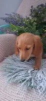 LH red cream male, a male Miniature Dachshund for sale in Fair Grove, MO – 2 of 4