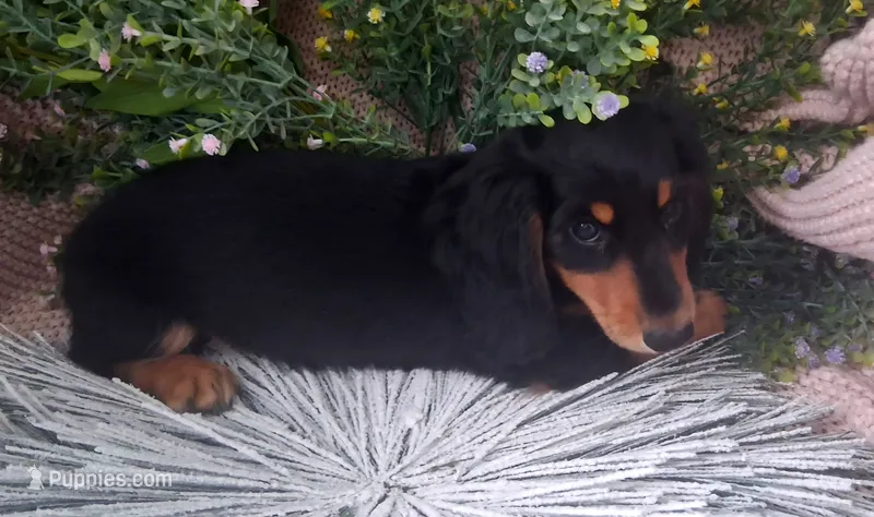 LH Black and tan male – Miniature Dachshund puppy for sale in Fair Grove, MO