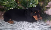 LH Black and tan male, a male Miniature Dachshund for sale in Fair Grove, MO – 1 of 3