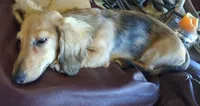 LH shaded cream male, a male Miniature Dachshund for sale in Fair Grove, MO – 2 of 2