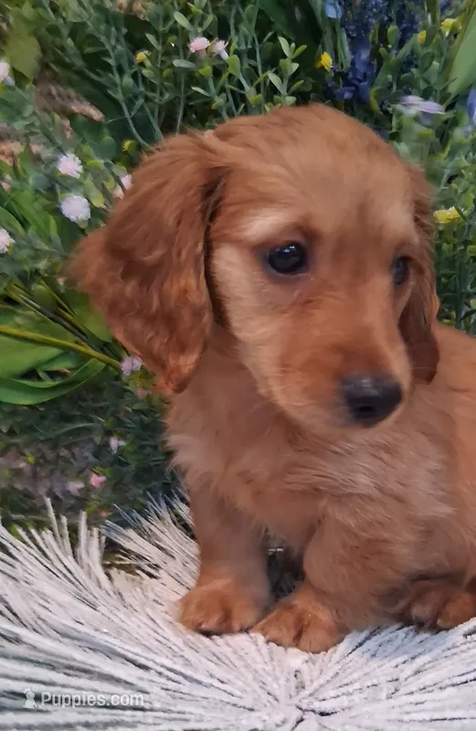 LH Red Male – Miniature Dachshund puppy for sale in Fair Grove, MO