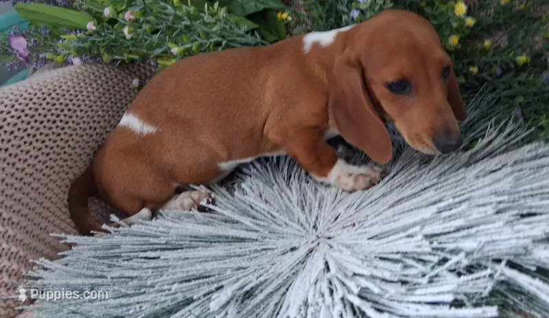 SH Red Piebald male – Miniature Dachshund puppy for sale in Fair Grove, MO