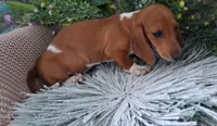 SH Red Piebald male, a male Miniature Dachshund for sale in Fair Grove, MO – 1 of 4